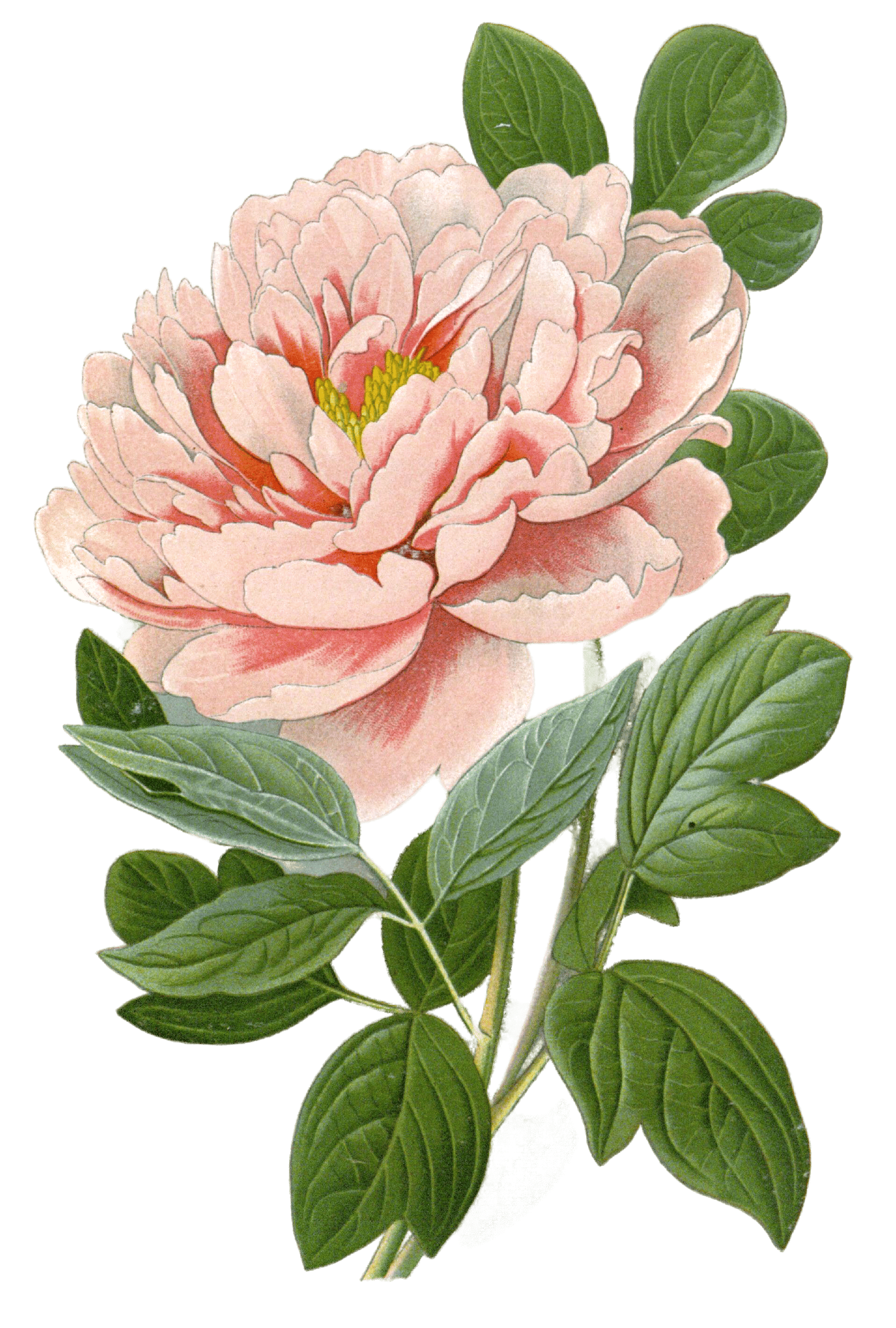 tree peony - Free Vintage Illustrations