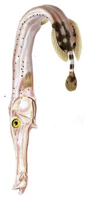 trumpet fish illustration by Charles d Orbigny