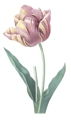 tulip flower vintage illustration