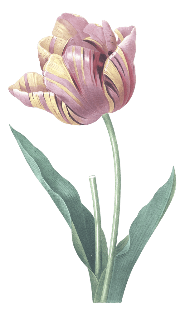 tulip flower vintage illustration