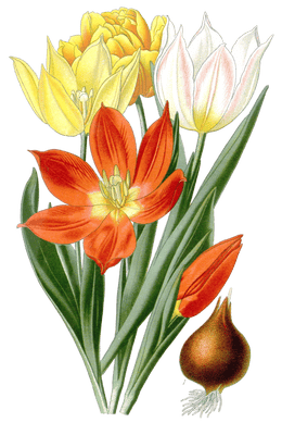 tulipa suaveolens tulip flower vintage illustration