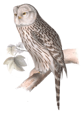 ural owl