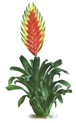 vriesea hybrida versaliensis