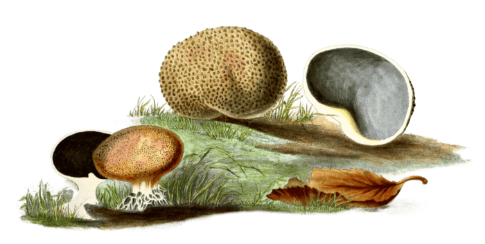 warty scleroderma
