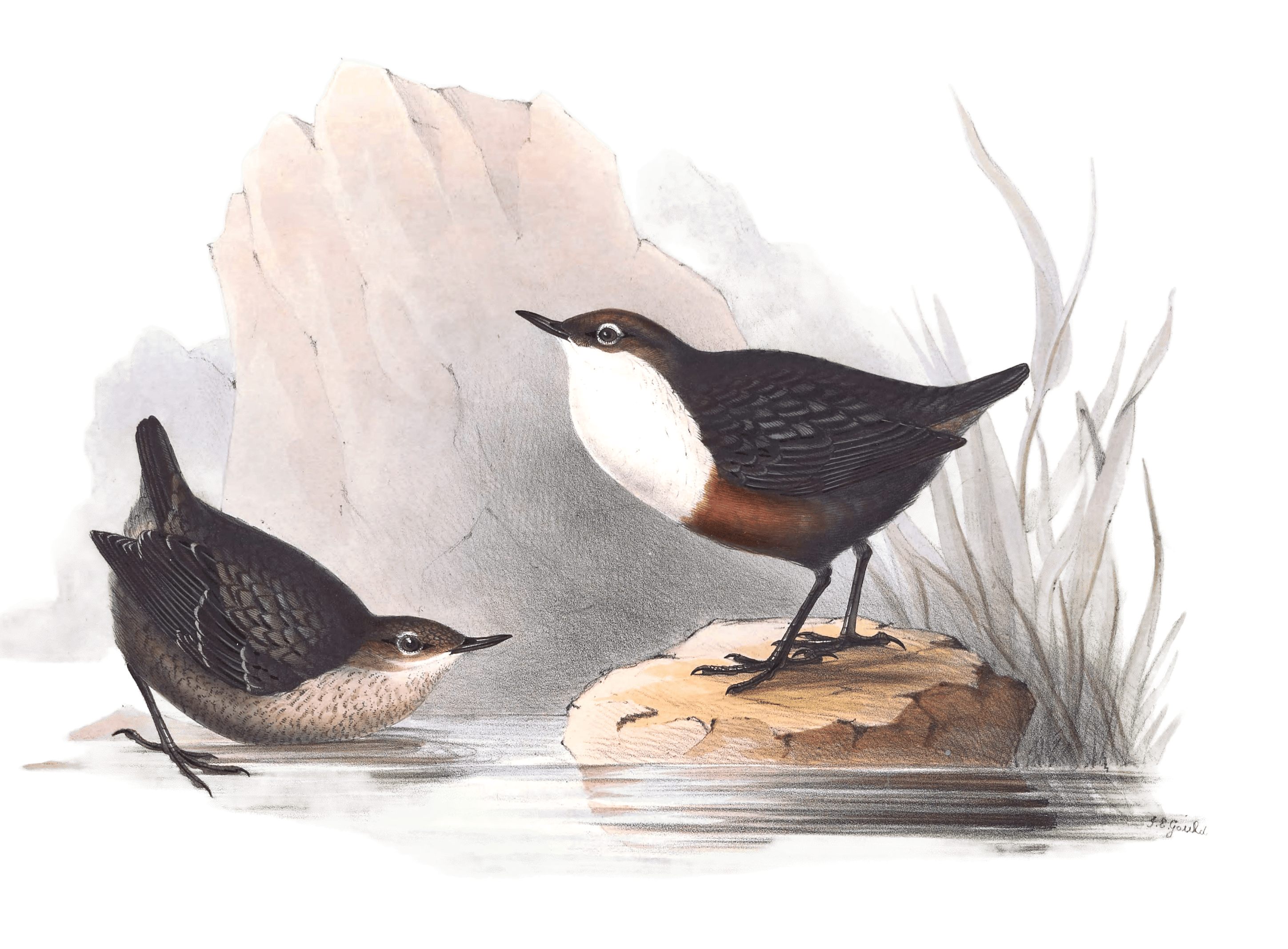 water ouzel or dipper