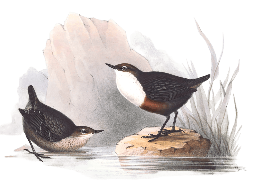 water ouzel or dipper