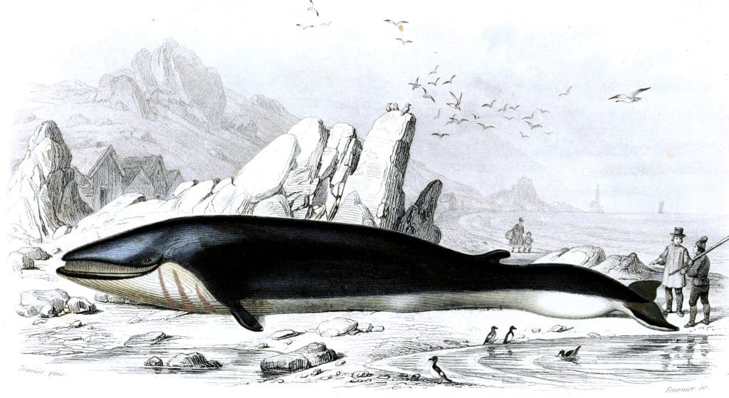 whale 2 illustration by Charles d Orbigny