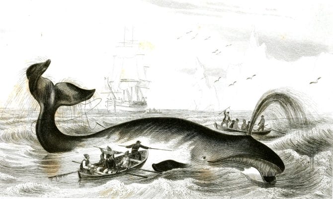whale illustration by Charles d Orbigny