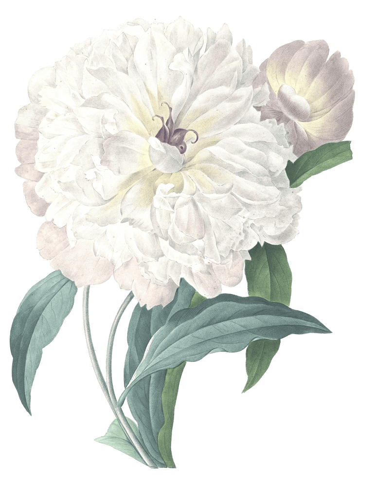 white peony flower vintage illustration