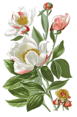 white peony flower vintage illustration