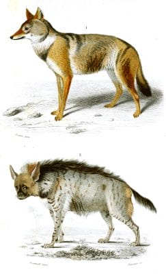 wolf and hyena illustration by Charles d Orbigny