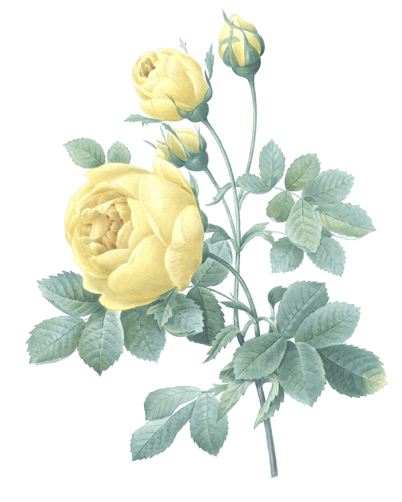 yellow rose flower vintage illustration