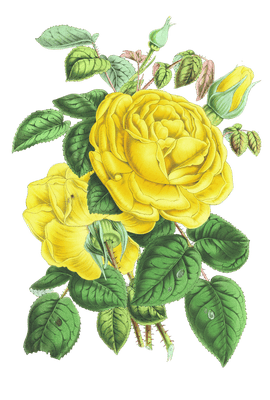 yellow rose flower illustrations