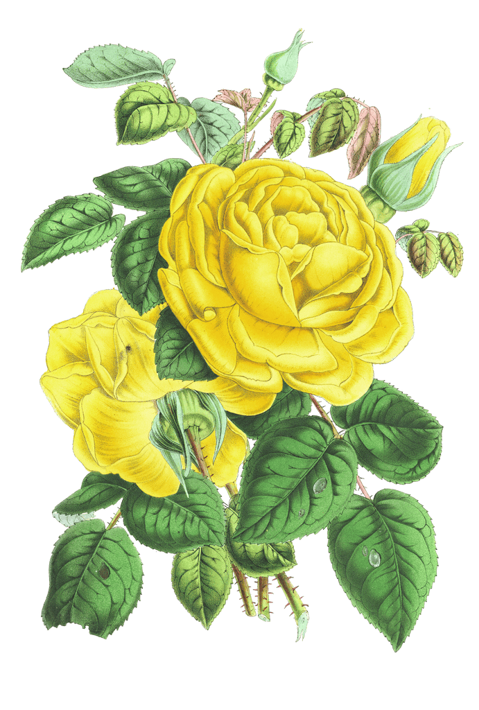 yellow rose flower illustrations