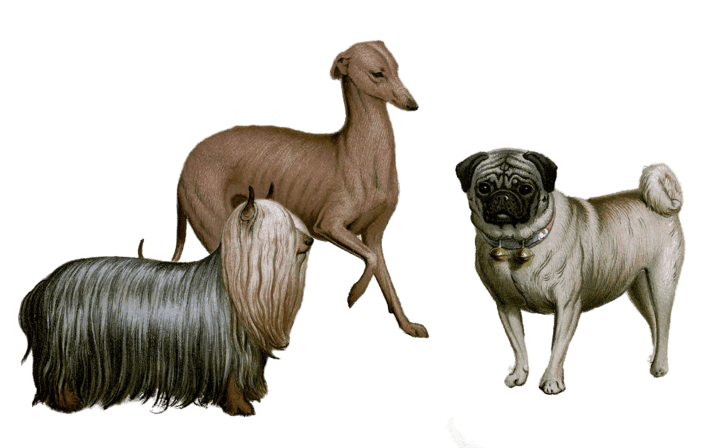 yorkshire terrier and italian greyhound and pug dogs illustration by Vero Shaw