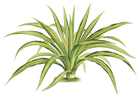 yucca gloriosa