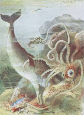 A Sperm whale Attacking a giant squid Vintage Illustration