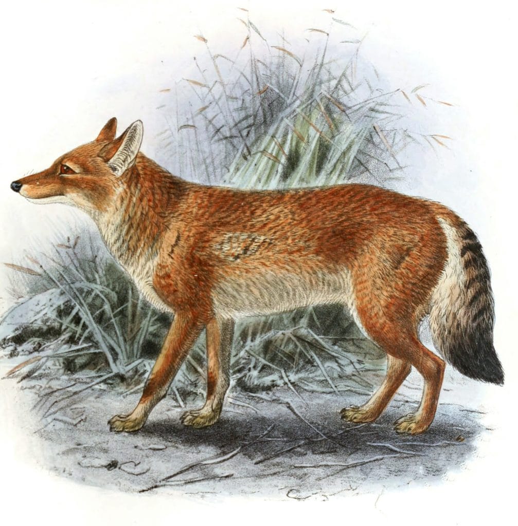 Abyssinian Wolf Canis Simensis Vintage Illustration