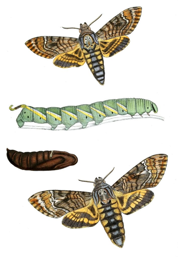 Acherontia-Lachesis-Moth-Vintage-Illustration