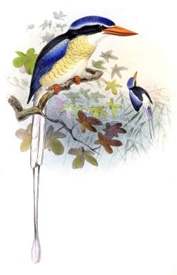 Acis Kingfisher Bird Vintage Illustration