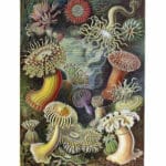 Actiniae Vintage Sea Anemone Illustration