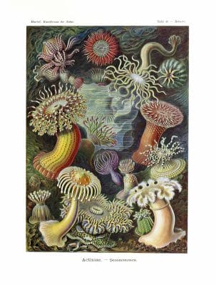 Actiniae Vintage Sea Anemone Illustration