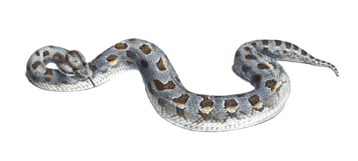 Adder Vipera Cornuta Vintage Illustration