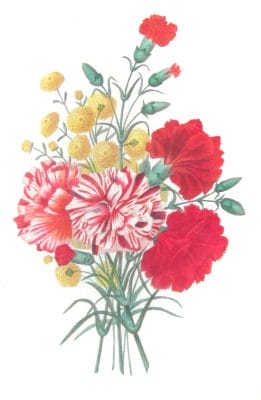 Aeillet Bouton Vor Double Vintage Flower Illustration
