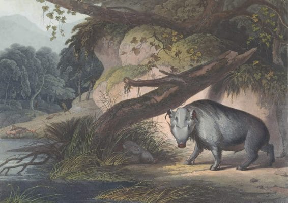 African Hog Vintage Animal Illustration