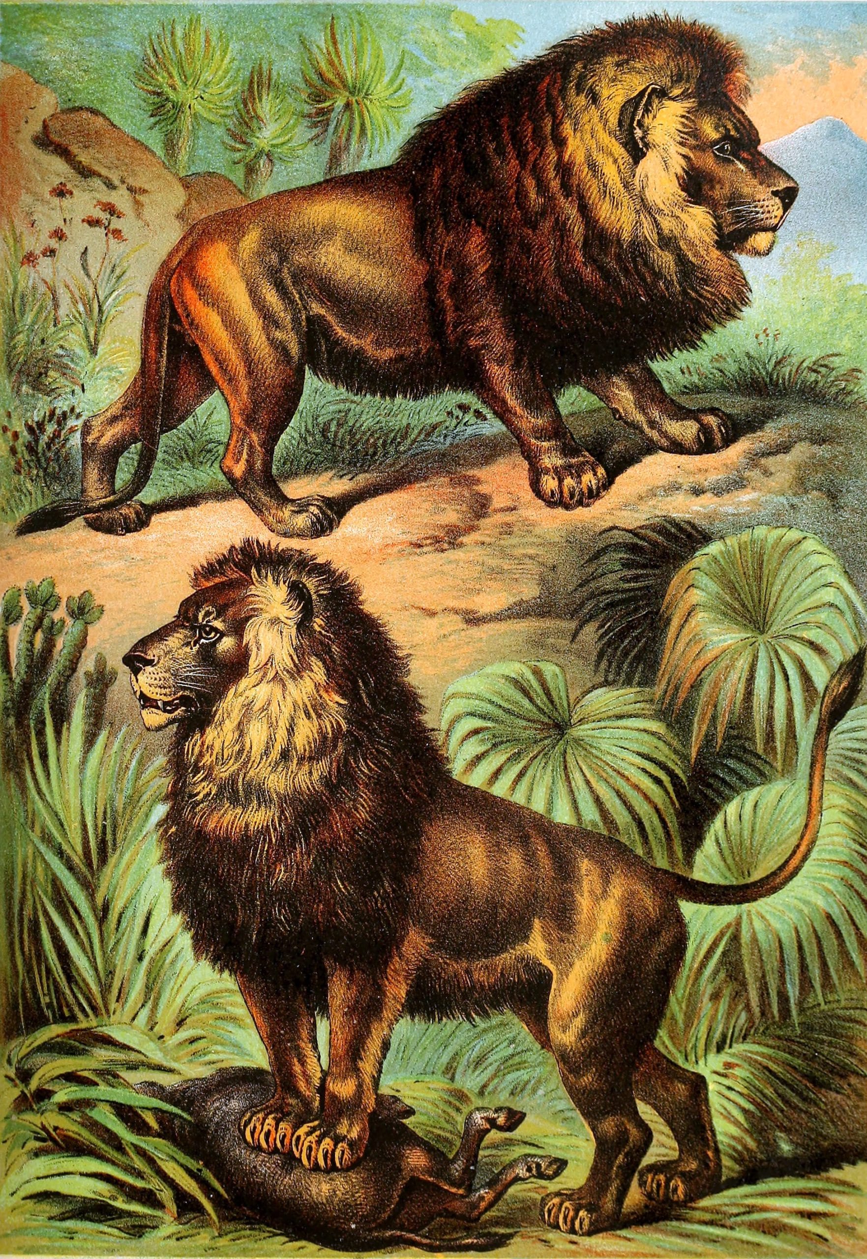 Lion ~ Vintage Illustration - Old Design Shop Blog