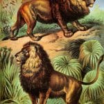 African Lion and Asiatic Lion Vintage Illustrations