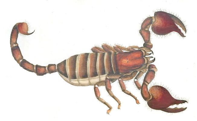 African-Scorpian-Vintage-Illustration