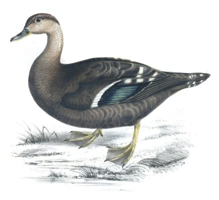 African black duck anas sparsa copy