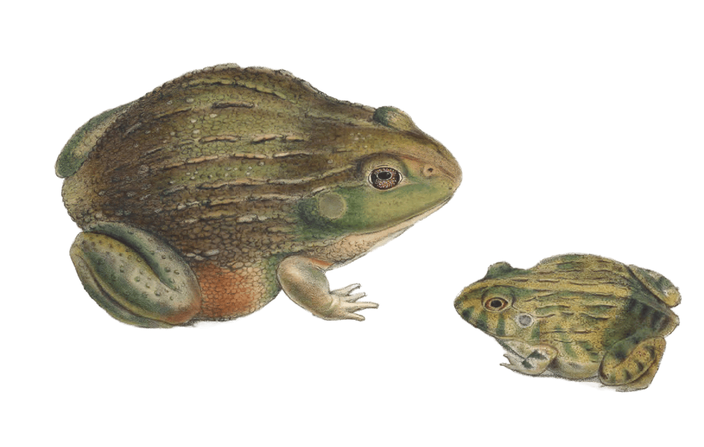 African bullfrog Pyxocephalus Adspersus Vintage Illustration