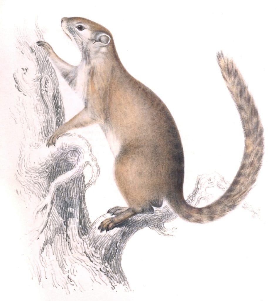 African bush squirrel Sciurus Cepapi Vintage Illustration