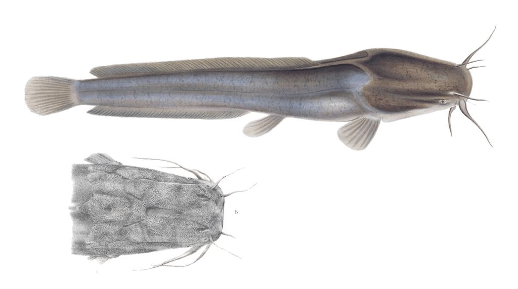 African sharptooth catfish Clarias Capensis