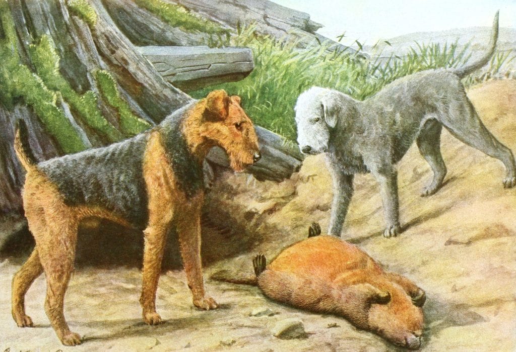 Airedale Terrier and Bedlington Terrier Dogs Vintage Illustrations