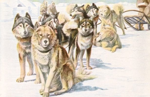 Alaskan Eskimo Dogs Husky Vintage Illustrations