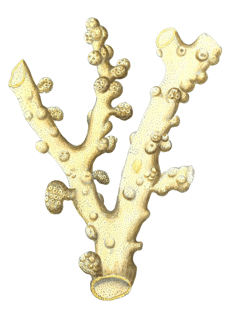 Alcyonium Arboreum 2 Vintage Coral Illustration