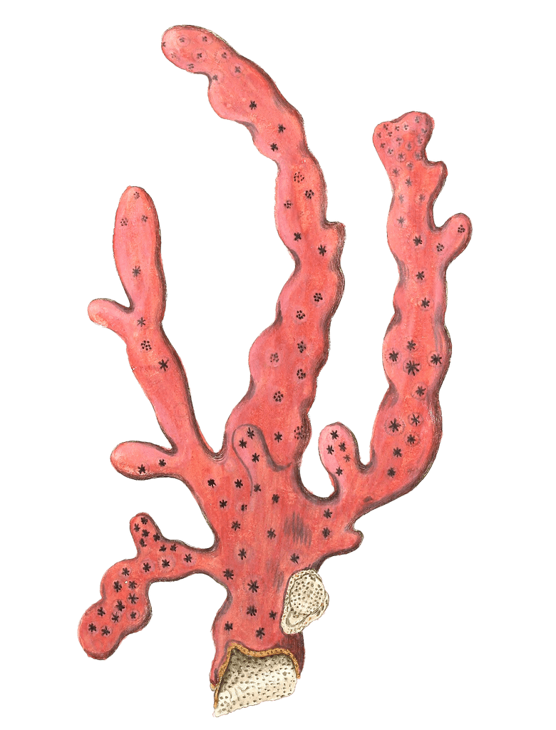 Alcyonium Arboreum Vintage Coral Illustration