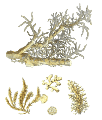 Alcyonium Gelatinofum Vintage Coral Illustration