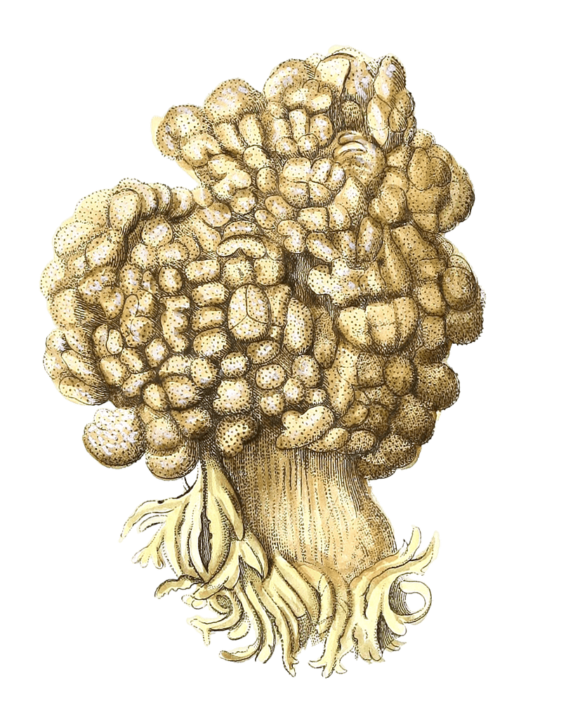 Alcyonium Spongioslum Vintage Coral Illustration
