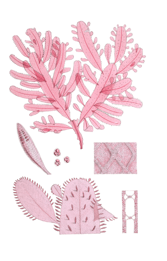 Algae-Seaweed-of-the-southern-ocean-093-copy