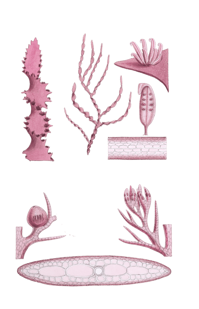 Algae-Seaweed-of-the-southern-ocean-113-copy