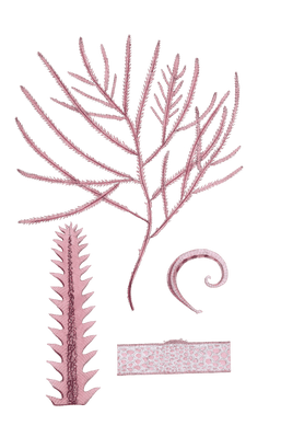 Algae-Seaweed-of-the-southern-ocean-125-copy