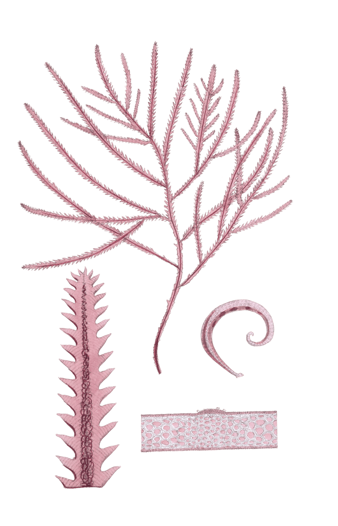 Algae-Seaweed-of-the-southern-ocean-125-copy