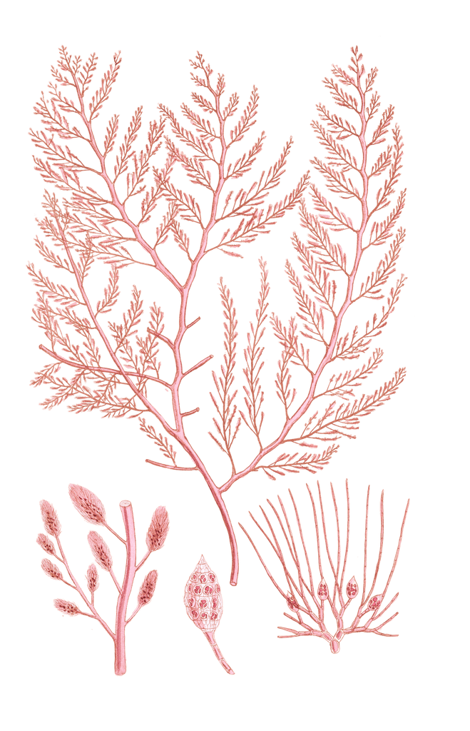 Algae-Seaweed-of-the-southern-ocean-167-copy