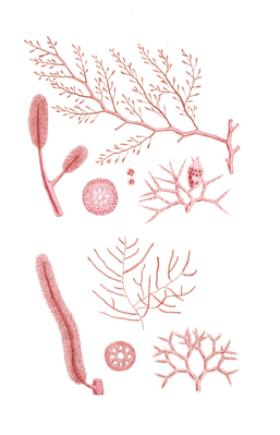 Algae-Seaweed-of-the-southern-ocean-171-copy