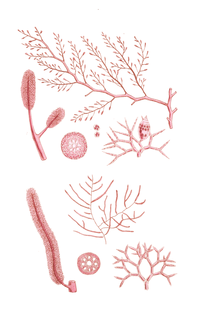 Algae-Seaweed-of-the-southern-ocean-171-copy