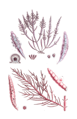Algae-Seaweed-of-the-southern-ocean-261-copy